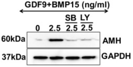 Relative expression of AMH protein levels.jpg